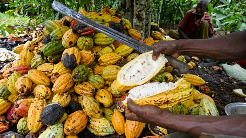 Nigeria poised to cash in on global cocoa surge