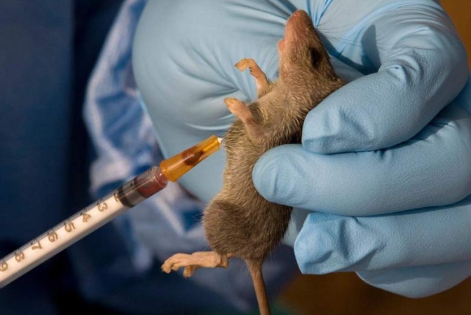 Lassa fever kills 99 in eight weeks, cases hit 1,989 — NCDC 