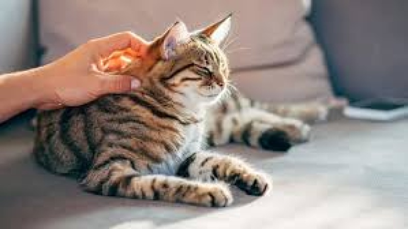Cats may hold key to treating human cancer — Study