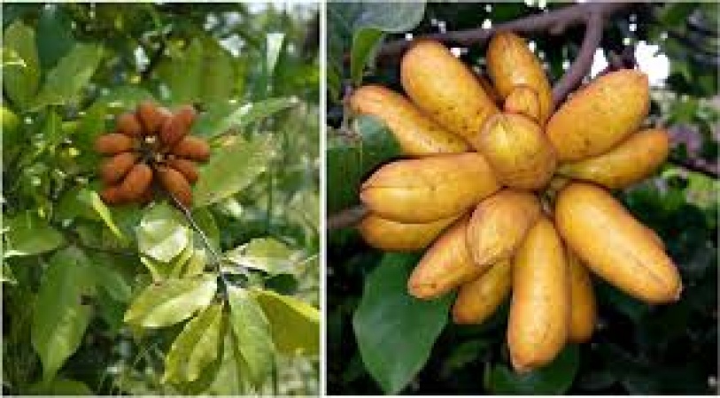 Scientists confirm two African plants as natural alternatives for managing poor libido