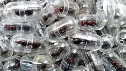 Chinese national arrested over attempt to smuggle 2,000 queen ants from Kenya