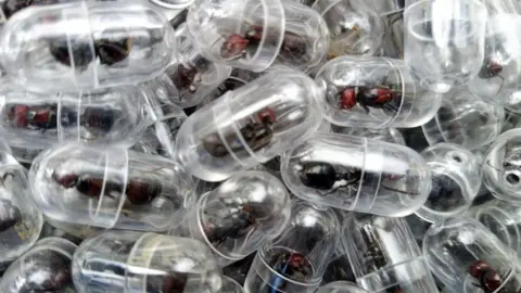 Chinese national charged for trying to smuggle 2,000 ants from Kenya