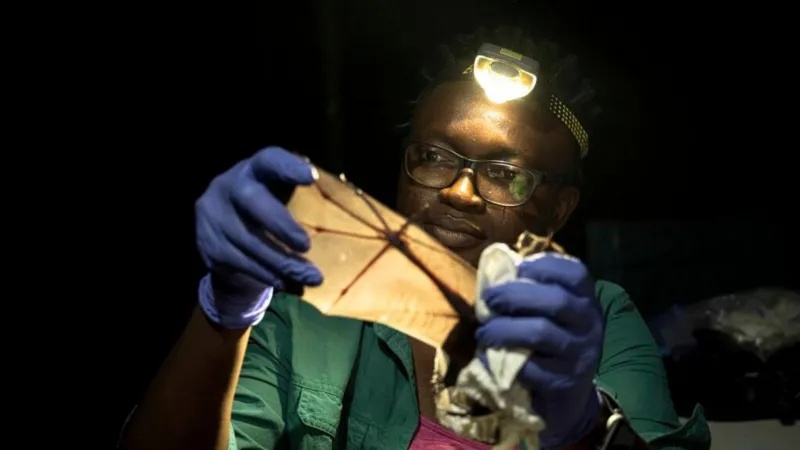 Nigerian wins global prize for trying to save bats in a country that shuns them