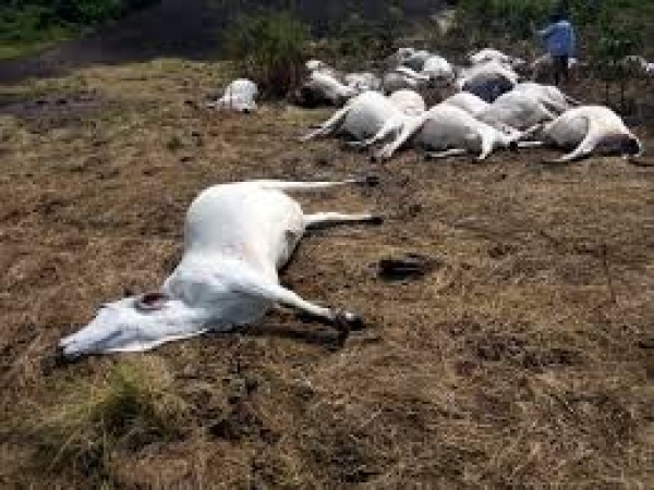 Three killed in Barkin Ladi amid rising tensions over livestock poisoning in Plateau