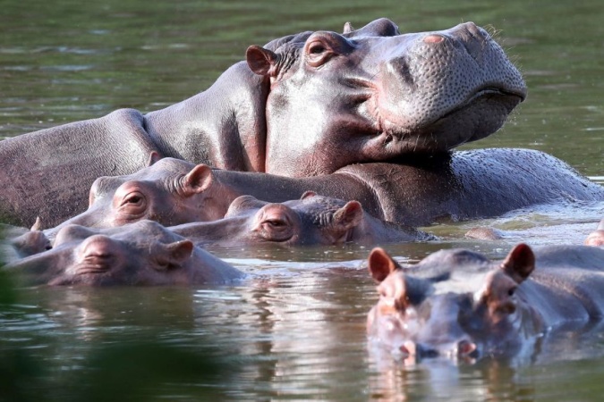 Indian billionaire heir offers to save 80 of Pablo Escobar’s ‘cocaine hippos’ from Colombian cull