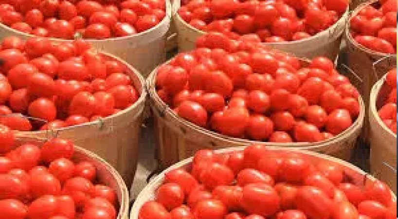 Residents groan under rising tomato prices, seek alternatives