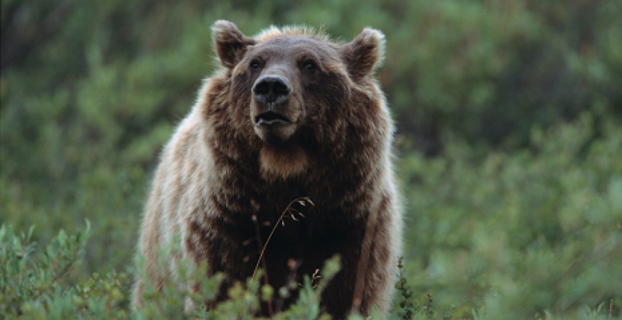 Missing hiker killed in possible bear attack in Montana 