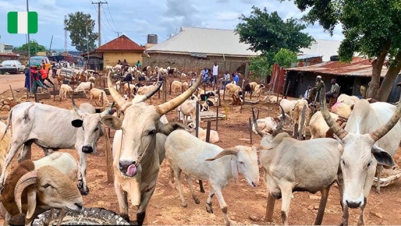 Drama in market as stolen cows recognise true owners, expose suspected bandit