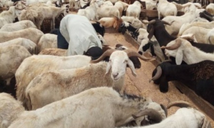 Eid-el-Kabir: Lagos warns against sale of livestock on major roads
