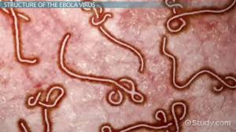 Anambra, Ebonyi, Enugu activate response mechanisms against Ebola spread