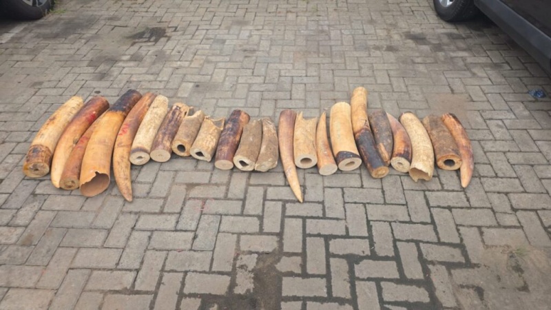 Four suspects in custody after N126m elephant tusks seizure
