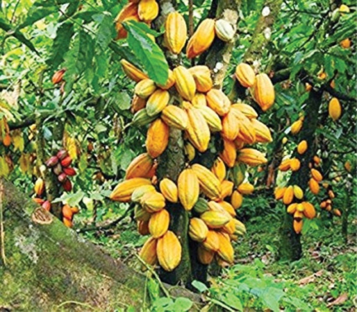 Protect Us If You Want Food Security, Farmers Tell FG