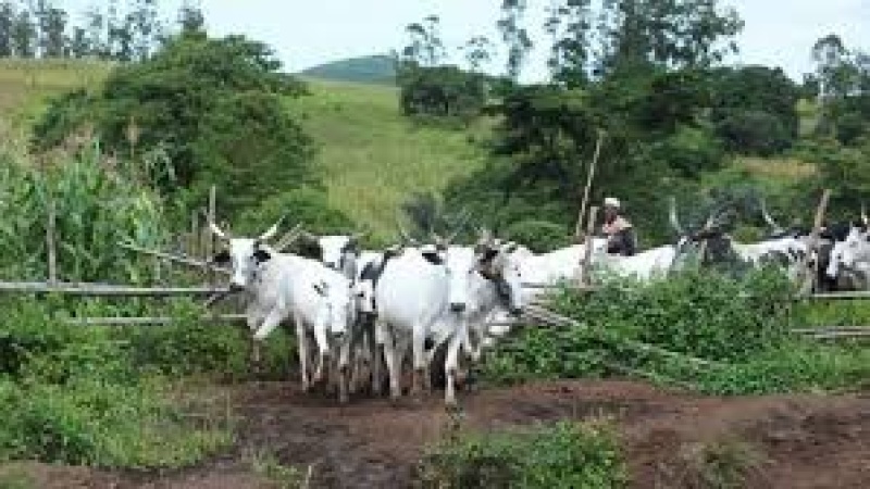 Farmers/herders clash claims 8 lives in Kebbi
