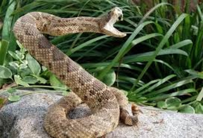FEC approves snakebite centre, N93.9bn health interventions