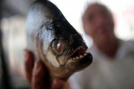 Killer fish injures over 70 Christmas Day swimmers