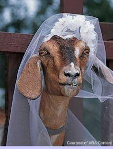 What wonâ€™t they think of?: Brazilian man weds GOAT