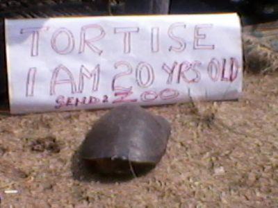 Tortoise steals show at trade fair, cries to be sent to zoo