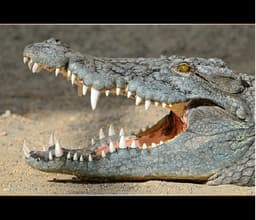 Crocodile mauls plantation worker to death