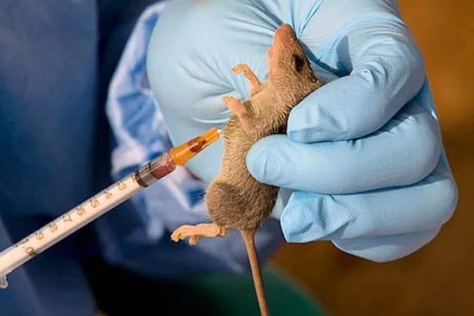 Lassa fever: NCDC, experts raise alarm, advocate prevention, early treatment