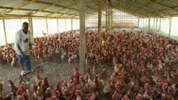 FG confirms bird flu outbreaks in Kano