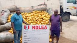 NDLEA intercepts 2,000kg skunk at Lagos beach