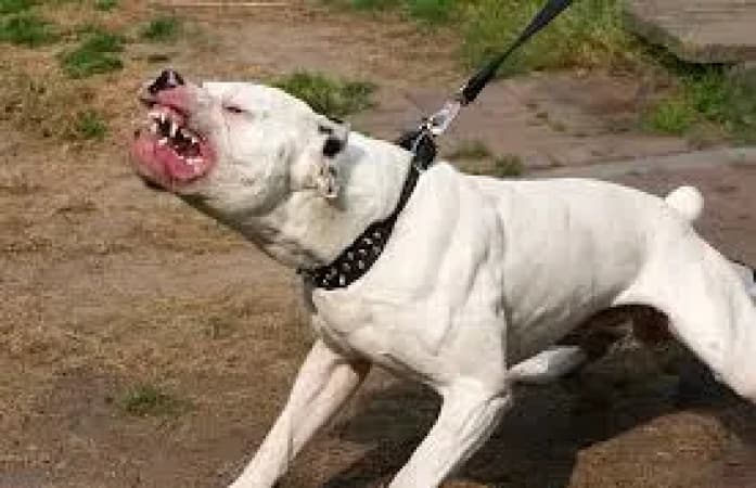 Woman, 19, dies in dog attack at flat