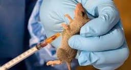 Frequent Lassa fever outbreaks: Experts, NCDC advise citizens on preventive measures