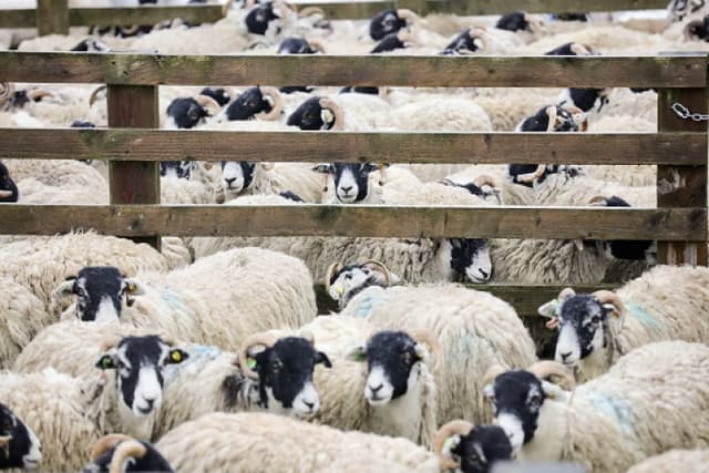Bird flu detected in sheep in UK for first time