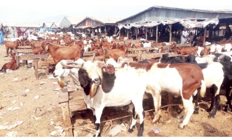 Why we don?t eat goat meat ? Fulani