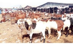 Why we don?t eat goat meat ? Fulani