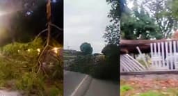 Rainstorm destroys trees, disrupts traffic in Lagos