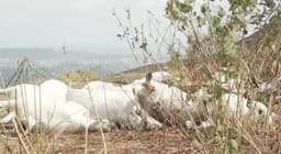 37 cattle shot dead in Plateau community