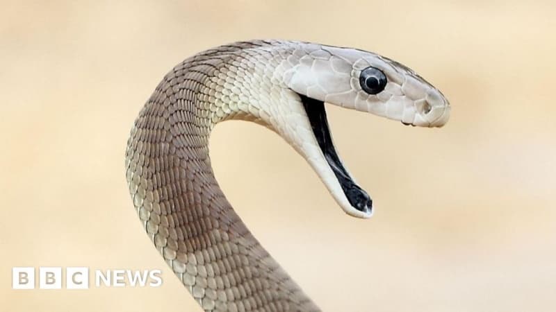 ?Unparalleled? snake antivenom made from man bitten 200 times