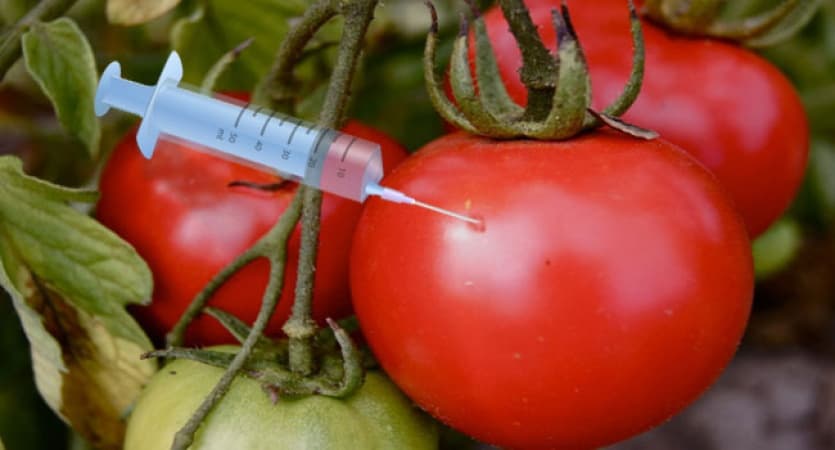 Safety of genetically modified food our priority — Biosafety Agency