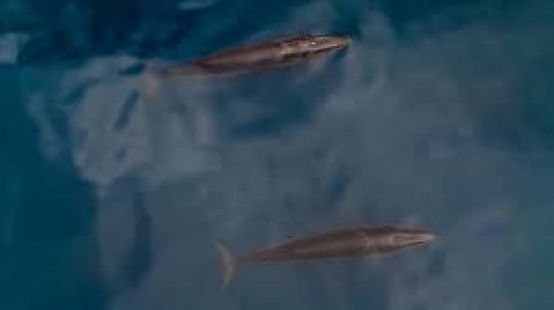 Protein from Arctic whale may unlock new clues for extending human lifespan