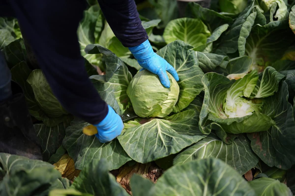 How plant-rich diets can prevent 15 million deaths globally