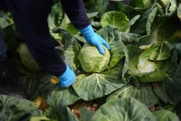How plant-rich diets can prevent 15 million deaths globally
