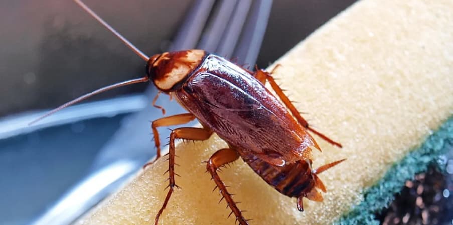 Cockroaches are secretly poisoning indoor air