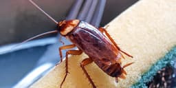 Cockroaches are secretly poisoning indoor air