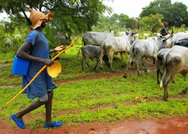 Vigilante guns down Fulani herder over alleged destruction of Yobe farmland