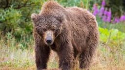 Grizzly bear on loose after attacking school group in Canada, injuring 11