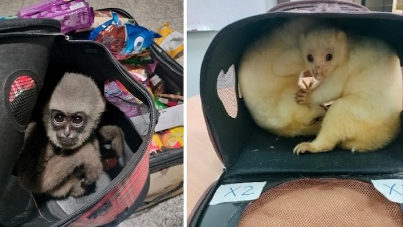 Interpol seizes nearly 30,000 animals in record-breaking global wildlife trafficking crackdown