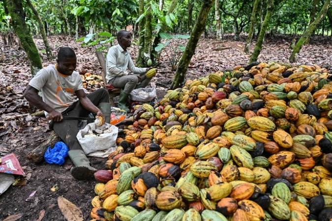 Cocoa prices fall sharply as the festive season approaches