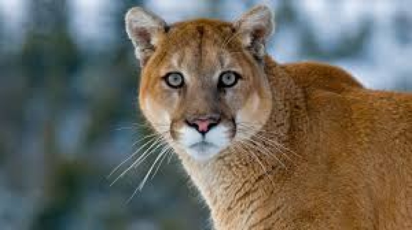 Woman killed in suspected mountain lion attack in US
