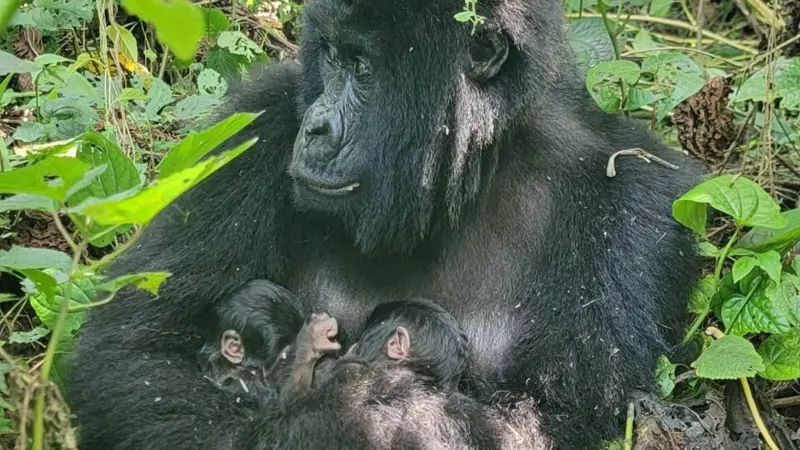 Rare mountain gorilla twins born in Africa's oldest national park