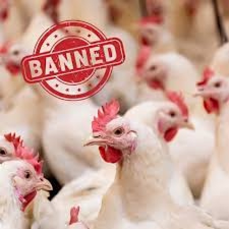 Saudi Arabia bans poultry, eggs from Nigeria, South Africa, UK, 37 others