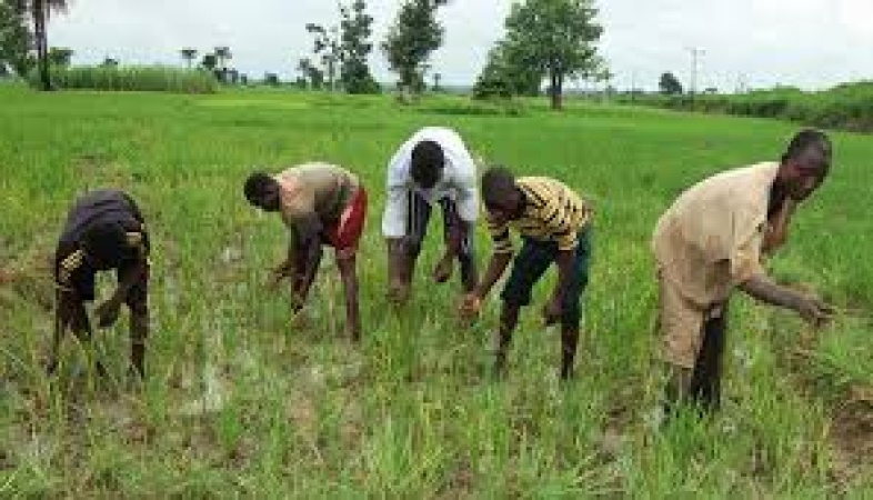 Fear grips farmers in Katsina as bandits enforce ‘Peace Tax’