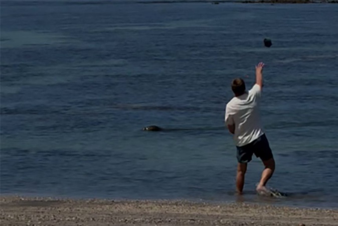 US agents arrest tourist after video shows a rock hurled at endangered Hawaii monk seal’s head