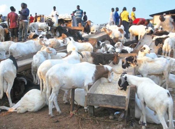 Sallah: Muslims groan as price of ram hits roof