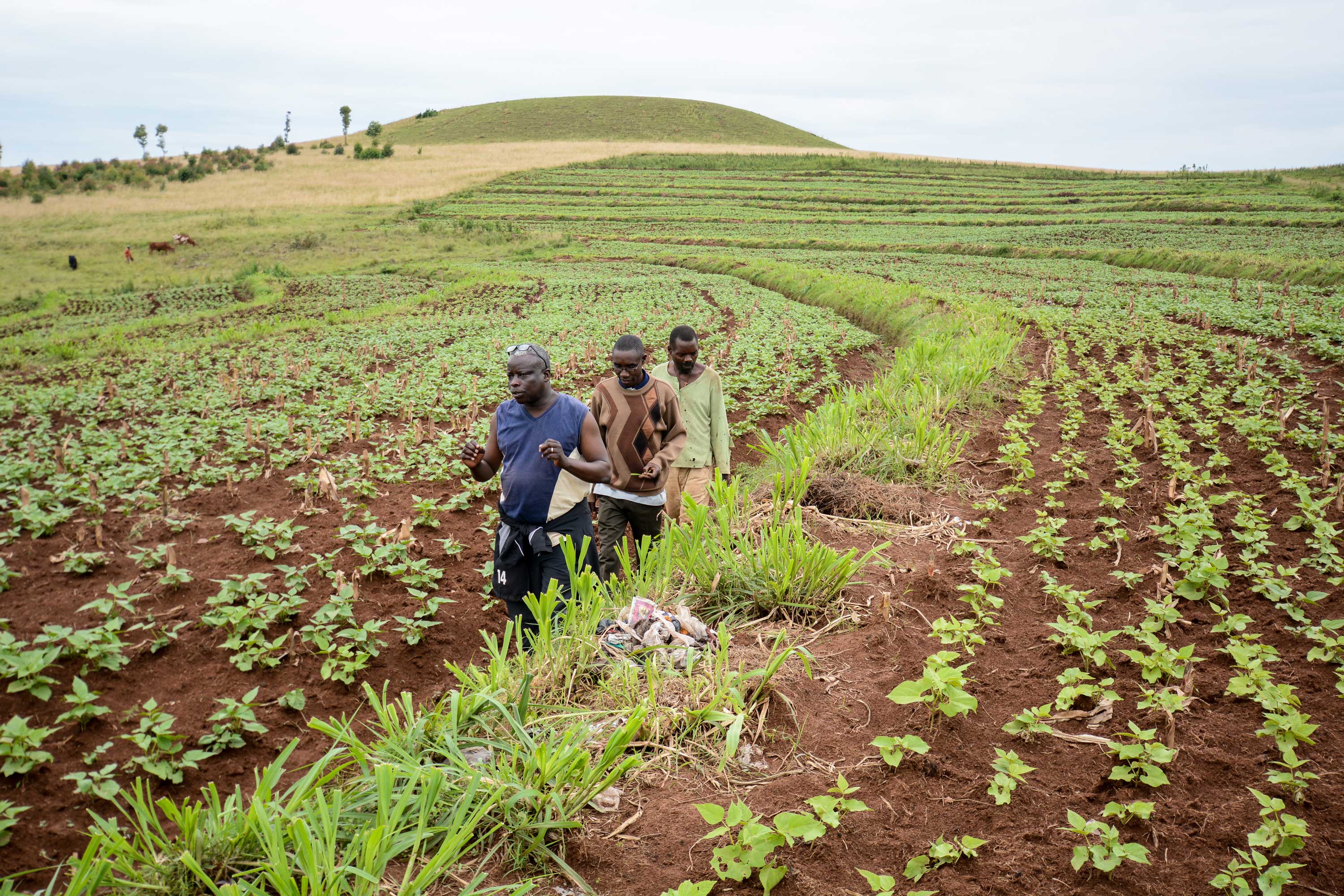 Экономическое развитие нигера. Сельское хозяйство Африки мали. Сельское хозяйство Нигерии. Земледелие в Африке. Нигер сельское хозяйство.
